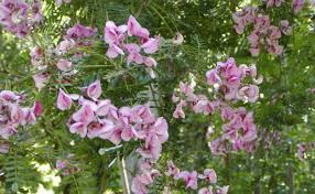 Image result for Virgilia