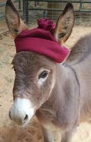 Donkey Hat 3 Lol Cute Donkey Miniature Donkey Silly Animals