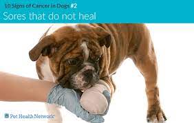 A lump or a bump, a wound that doesn't heal, any kind of swelling, enlarged lymph nodes, a lameness or swelling in the. 10 Signs Of Cancer In Dogs
