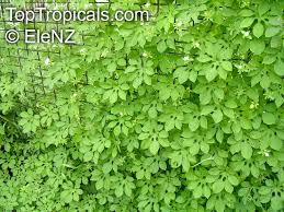 Image result for Ipomoea pes-tigridis