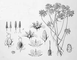 Image result for Tinnea