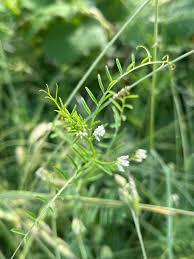 Image result for Vicia hirsuta