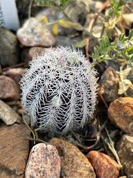 Image result for Eriospermum roseum