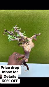 Image result for Commiphora angolensis
