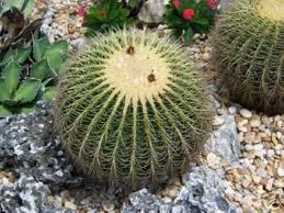 Normally seed germinating in five or six weeks, make sure to keep the soil moist all the time. Buy Echinocactus Grusonii Golden Barrel Cactus Mother In Laws Cushion 50 Seeds Plus Mysterious Gifts In Cheap Price On Alibaba Com