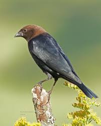 Bird With Red Head And Brown Body Brown Headed Cowbirds Birds Bird Sightings Backyard Birds