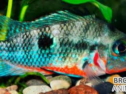 Our saltwater fish collection source. Fish Shops In Anaheim And Orange County California