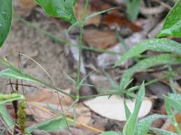 Image result for Kohautia caespitosa