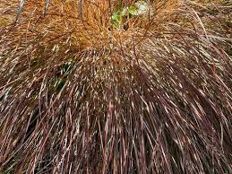 Image result for Cyperus tenuiculmis