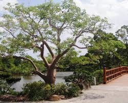 5 11 13 16 Acres Morikami Museum And Japanese Gardens In Delray Beach Fl Has Been A Gateway To J Japanese Garden Florida Botanical Gardens Japanese Farmer