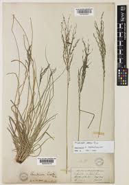 Image result for Arundinella