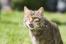 Manage your video collection and share your thoughts. è‹æ ¼å…°é‡ŽçŒ«ç…§ç‰‡ç´ æ Freeimages Com