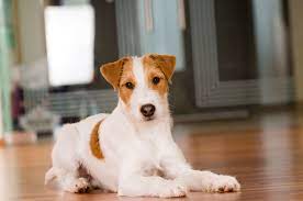 Jack russell terriers are excellent family dogs. Parson Russell Terrier Steckbrief Charakter Wesen Haltung