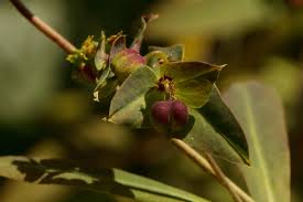 Image result for Euphorbia schimperiana