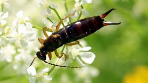 Tatsächlich bevorzugen die insekten einen geschützten lebensraum im garten. Ohrenkneifer Ohrwurmer Ohrzwicker Bekampfen Oder Beschutzen Einfach Selbstgehext
