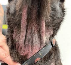 Image result for scabies dogs detail