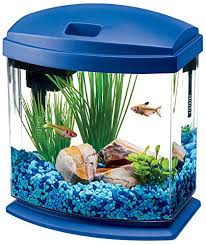 These fish are also known for being incredibly aggressive with males of the same species. Aquaponic Fish Tank Filter Aquaponic