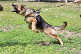 Check spelling or type a new query. German Shepherds Can Kill I M Just Asking Owners To Be Careful