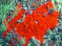 Image result for Crambe kilimandscharica