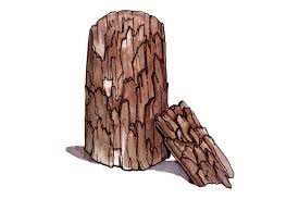 Image result for Thesium pygmaeum