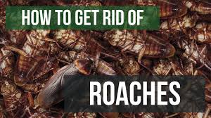 How To Get Rid Of Cockroaches Guaranteed 4 Easy Steps Youtube