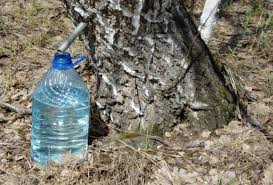 Цьогоріч планують заготовити кілька сотень літрів напою. Koli I Yak Zbirati Berezovij Sik V Comu Roci