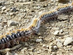 Ce sont les chenilles processionnaires, des insectes qui font partie des. Chenille Processionnaire 7 Moyens De Lutte Efficace Lpqp
