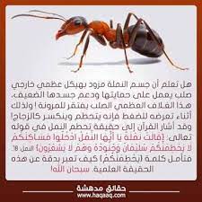 pin by الإعجاز العلمى on الإعجاز العلمى فى الحشرات والحيوانات uig oio movie posters