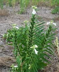 Image result for Sesamum