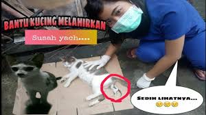 Arti mimpi memandikan kucing kencing. Membantu Kucing Melahirkan Kucing Susah Melahirkan Youtube