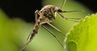 Quoi faire contre les moustiques. Lutter Contre Les Moustiques La Pause Jardin