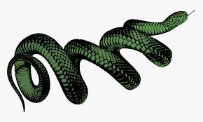 Download transparent snakes png for free on pngkey.com. Coiled Snake Colour Png Transparent Snake Png Png Download Transparent Png Image Pngitem