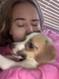 Found this dog near my house I live near Amarillo college the baby's is  super sweet