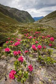 Alpenrose Rhododendron Ferrugineum Alex Hyde Rhododendron Ferrugineum Alpine Flowers Rhododendron