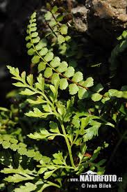 Image result for sleziník Asplenium