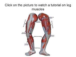 Trapezius muscle, elevates the shoulder joint and adducts the scapula torso muscles real anatomy muscles of the torso 1) identify the highlighted muscle and action. Limb Muscles Upload 8 24 Limb Muscle Worksheet