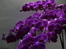 Purple Butterfly Orchid Flowers Butterflies Purple Garden Orchid Orchid Seeds Purple Flowers Beautiful Flowers