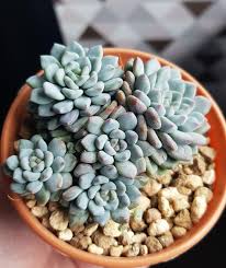 Echeveria Amoena Echeveria Echeveria collection and rare echeveria succulent varieties. reddit