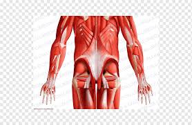 Ligaments of the pelvic cavity: Thumb Muscle Human Body Pelvis Anatomy Hand Hand Anatomy Arm Png Pngwing