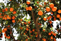 Maybe you would like to learn more about one of these? Indoor Orange Tree Top Growing Care Tips