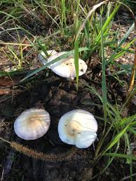 What's the difference between psilocybin and psilocin mushrooms? First Time Using Psilocybe Cubensis Where Did I Go Wrong The Psychedelic Experience Shroomery Message Board