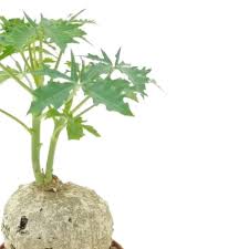 Image result for Jatropha campestris