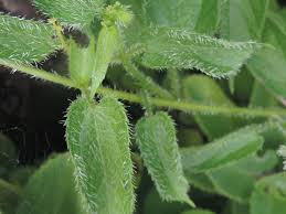 Image result for Tragia brevipes-benthamii-okanyu