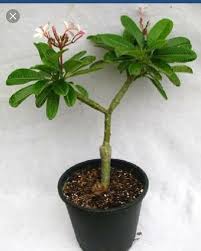 Maybe you would like to learn more about one of these? Champa Flower Plants At Rs 40 Piece Somatane Phata Pune Id 14247291962