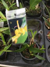 Image result for Bulbophyllum sandersonii