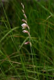 Image result for Gladiolus zimbabweensis