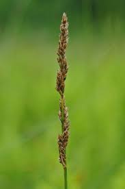 Image result for Carex steudneri