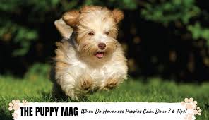 Banzai, our havanese puppy, learned 14 tricks by three months. When Do Havanese Puppies Calm Down And 6 Ways To Help The Puppy Mag
