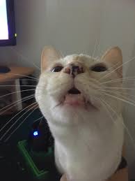 When mouth breathing is accompanied by labored breathing, foaming at the mouth or agitation, your braselton emergency care vet strongly urges cat owners to get their pet evaluated and treated as soon as possible. This Is Remy And He Is An Open Mouth Purr Er So I Often Get To See His Teefies Teefies