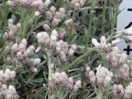 Image result for Gnaphalium